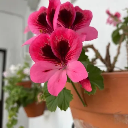 Casaelbarranko 아파트 아르코스델라프론테라